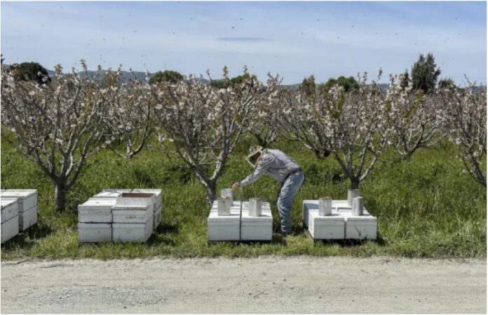 Wet Winter Poses Challenges for California Beekeepers